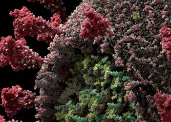 Estudo da revista Nature sugere que imunidade contra Covid-19 pode ser duradoura