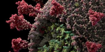 Estudo da revista Nature sugere que imunidade contra Covid-19 pode ser duradoura