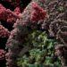 Estudo da revista Nature sugere que imunidade contra Covid-19 pode ser duradoura