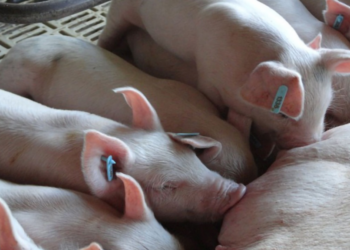 BRF adota diferentes técnicas para levar bem-estar animal à produção