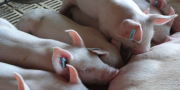 BRF adota diferentes técnicas para levar bem-estar animal à produção