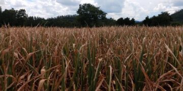 Mais de 200 prefeituras decretam situação de emergência no RS em função da estiagem