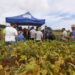 GUAPORÉ | Cerca de 100 agricultores participaram do “Dia de Campo” do Pró-Milho