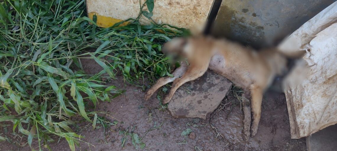 GUAPORÉ | Moradores do bairro São Cristóvão estão em alerta com mortes de cães e gatos por envenenamento