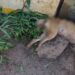 GUAPORÉ | Moradores do bairro São Cristóvão estão em alerta com mortes de cães e gatos por envenenamento
