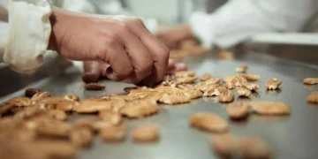 Prejuízos do clima podem comprometer 40% da safra 2023/2024 de noz-pecã