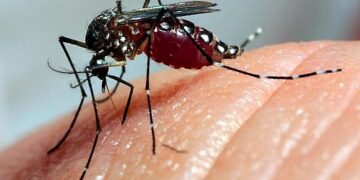 MUÇUM | Município está em estado de alerta para Dengue: quatro novos casos são registrados