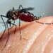 MUÇUM | Município está em estado de alerta para Dengue: quatro novos casos são registrados