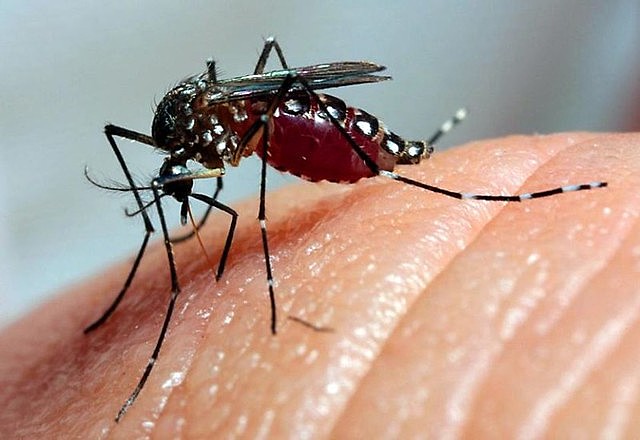 MUÇUM | Município está em estado de alerta para Dengue: quatro novos casos são registrados