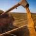 Brasil colherá 297,5 milhões de toneladas de grãos, estima a Conab