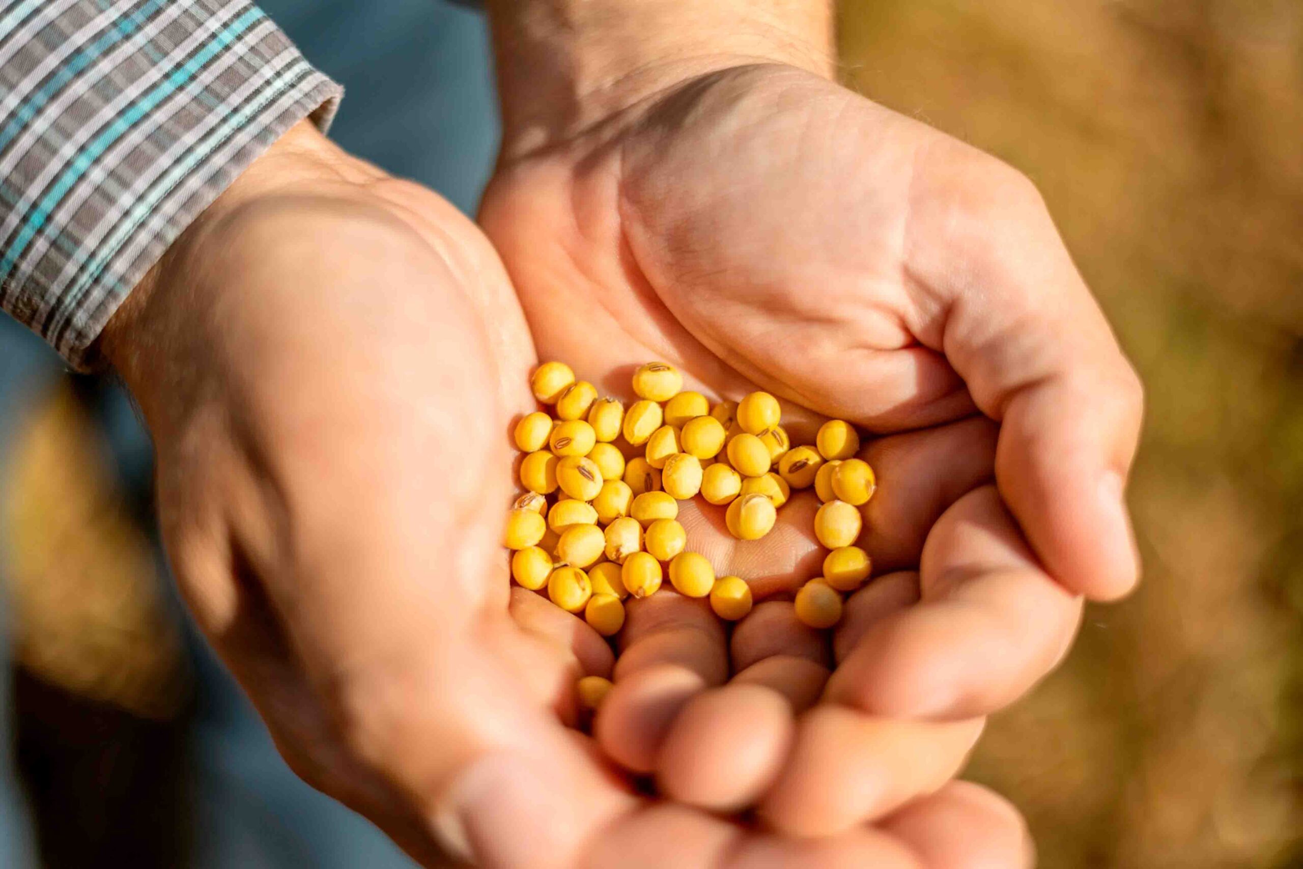 Sicredi atualiza projeções para a safra de soja e milho em Sondagem