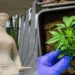 Entenda a decisão do STF sobre descriminalização do porte de maconha