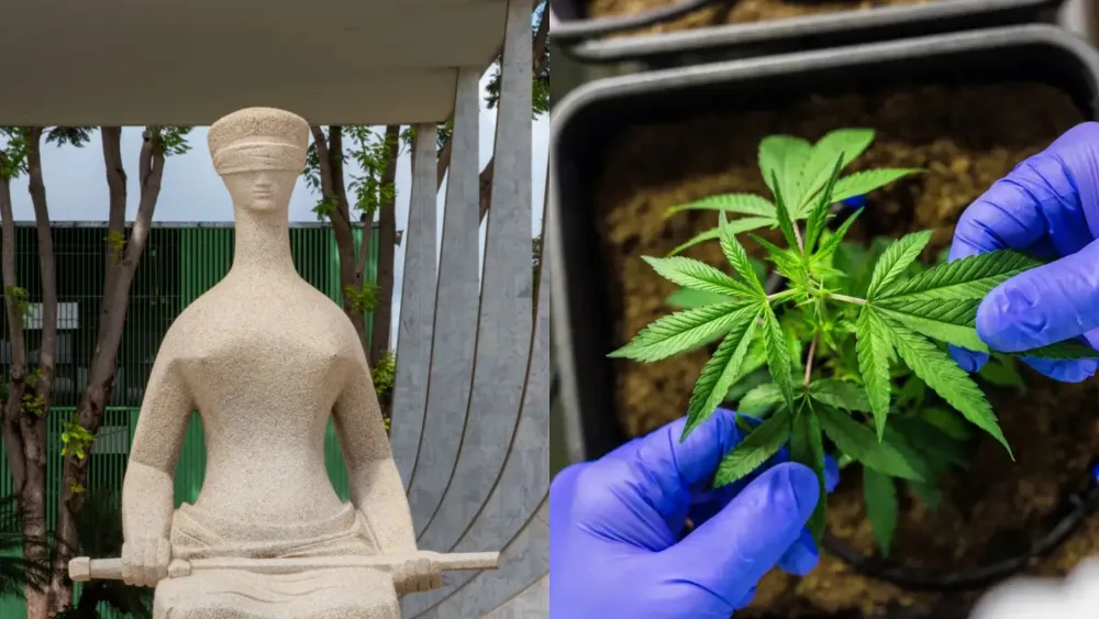 Entenda a decisão do STF sobre descriminalização do porte de maconha