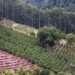 Abertura da colheita da erva-mate será em Palmeira das Missões, berço do cultivo no RS