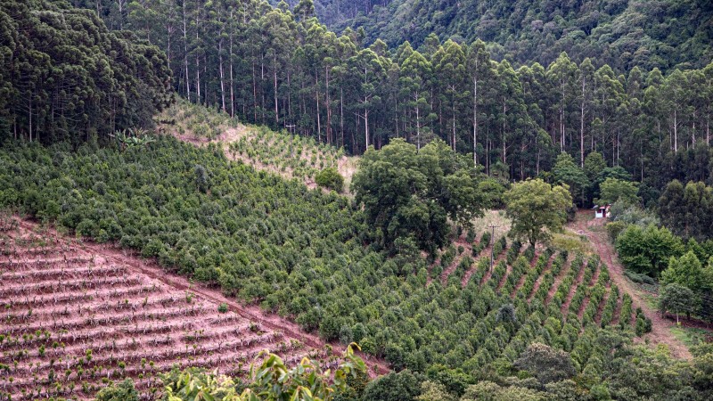 Abertura da colheita da erva-mate será em Palmeira das Missões, berço do cultivo no RS