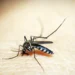 Brasil tem 254 mil casos de chikungunya; doença matou 161 este ano