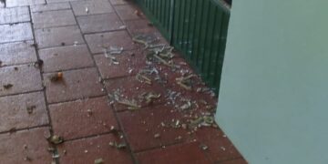 Escola Infantil de Espumoso foi alvo de vandalismo
