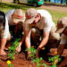 Parque da Expodireto Cotrijal recebe flores produzidas no projeto Viveiro de Cidadania