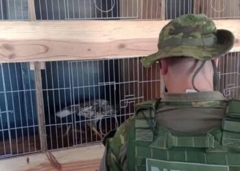 FORTALEZA DOS VALOS | BM flagra galos em situação de maus-tratos
