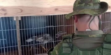 FORTALEZA DOS VALOS | BM flagra galos em situação de maus-tratos