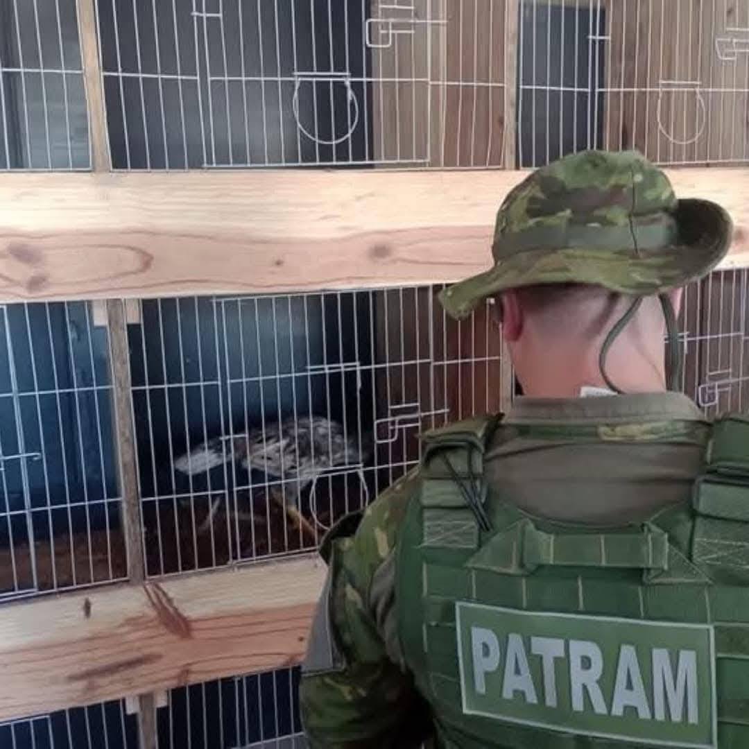 FORTALEZA DOS VALOS | BM flagra galos em situação de maus-tratos
