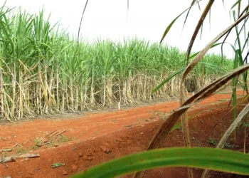 “Super enzima” de bactéria pode transformar resíduos em biocombustível