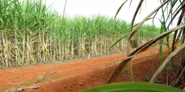 “Super enzima” de bactéria pode transformar resíduos em biocombustível
