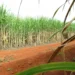 “Super enzima” de bactéria pode transformar resíduos em biocombustível