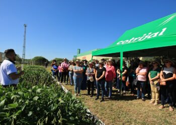 Cotrijal promove Dia de Campo para apresentar pesquisas e inovações em produção vegetal
