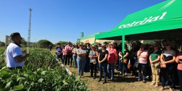 Cotrijal promove Dia de Campo para apresentar pesquisas e inovações em produção vegetal