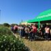 Cotrijal promove Dia de Campo para apresentar pesquisas e inovações em produção vegetal