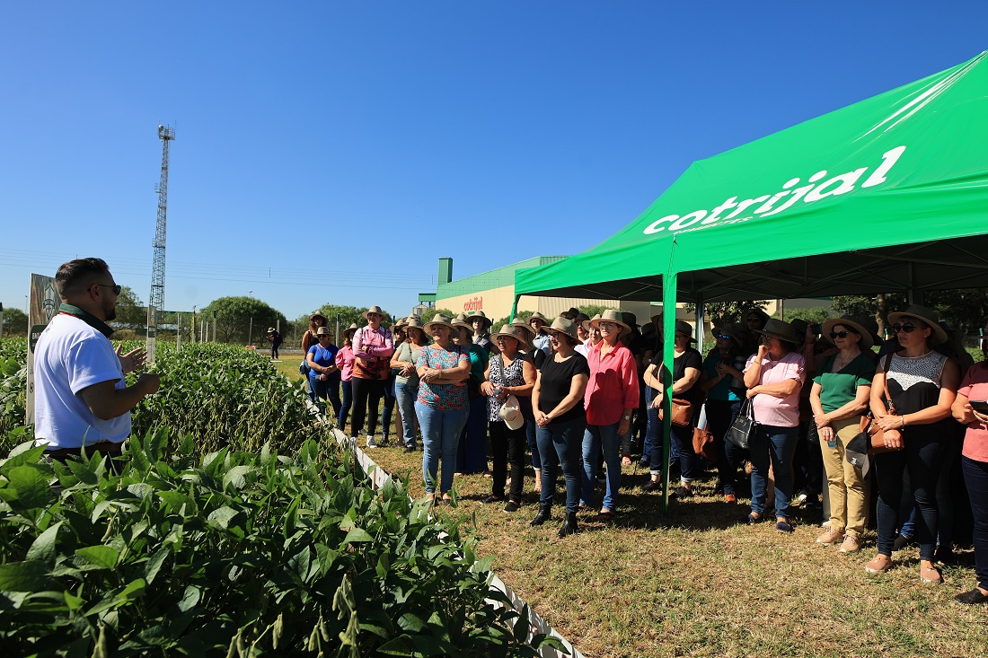 Cotrijal promove Dia de Campo para apresentar pesquisas e inovações em produção vegetal