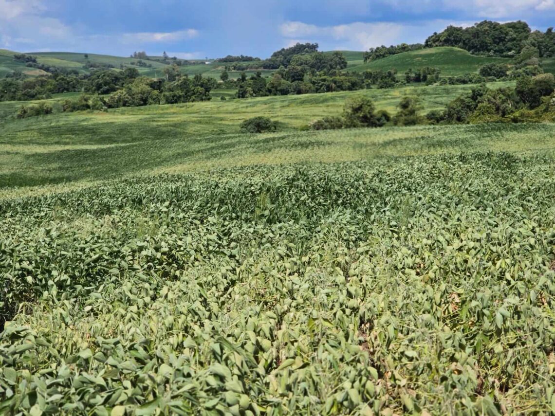 Emater/RS aponta queda de 30% na projeção da safra de soja no Estado