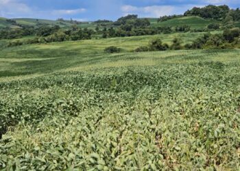 Emater/RS aponta queda de 30% na projeção da safra de soja no Estado