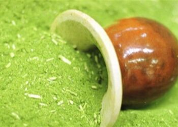 Erva mate: falta de mão de obra eleva custo da colheita