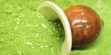 Erva mate: falta de mão de obra eleva custo da colheita