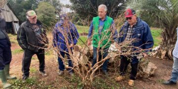 Secretaria da Agricultura  de Espumoso Promove Curso Prático de Poda de Árvores Frutíferas