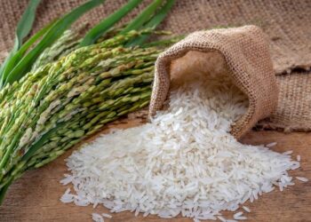 Tarifaço dos EUA reduz competitividade do arroz brasileiro em mercado estratégico para escoamento do grão