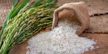 Tarifaço dos EUA reduz competitividade do arroz brasileiro em mercado estratégico para escoamento do grão