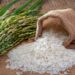 Tarifaço dos EUA reduz competitividade do arroz brasileiro em mercado estratégico para escoamento do grão