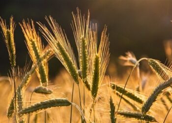 Mercado de trigo perde ritmo no Sul no fim de ano