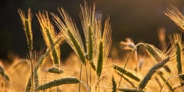 Mercado de trigo perde ritmo no Sul no fim de ano