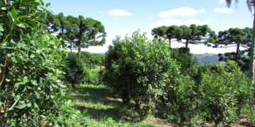 RS institui Plano Estadual para Qualificação e Desenvolvimento Estratégico da Cadeia Produtiva da Erva-mate